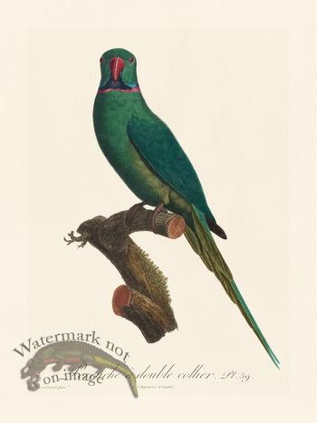 Barraband Parrot 039